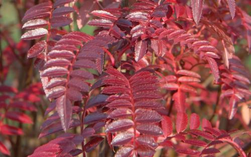 Sorbus pseudovilmorinii leaves