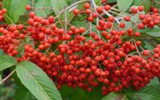 Sorbus sargentiana rowan