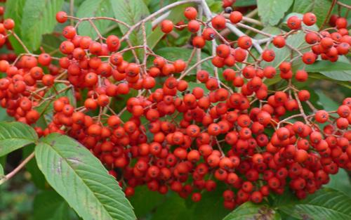 Sorbus sargentiana berries