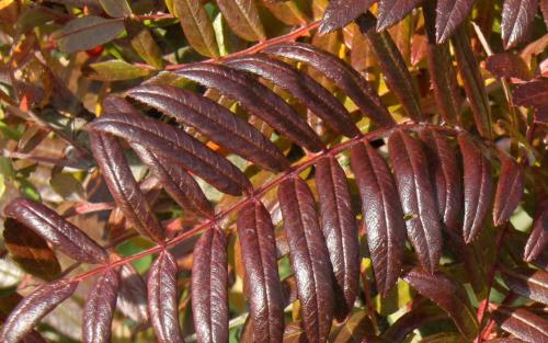 Sorbus scalaris leaves