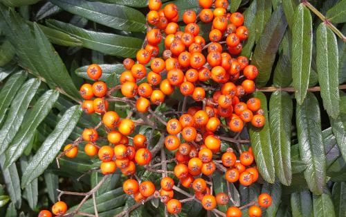 Sorbus scalaris berries