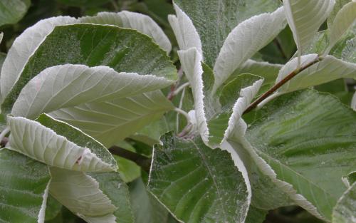 Sorbus aria John Mitchell leaves