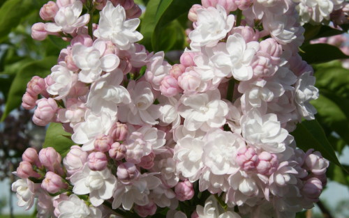 Syringa vulgaris Beauty of Moscow blossom