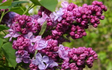 Katherine Havemeyer lilac