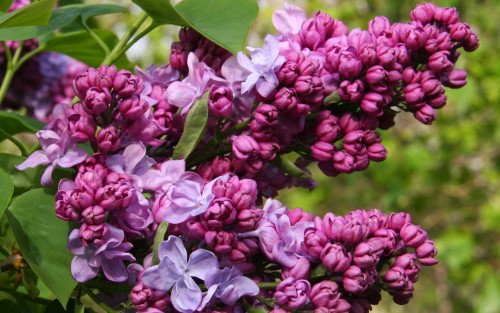 Syringa vulgaris Katherine Havemeyer blossom