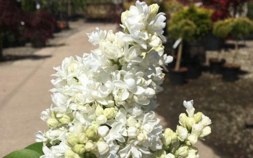 Syringa vulgaris Madame Lemoine blossom