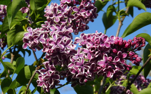 Syringa vulgaris Sensation blossom