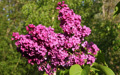 Syringa vulgaris Souvenir de Louis Spaeth blossom