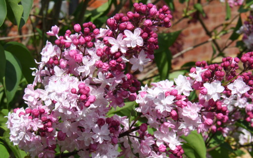 Syringa vulgaris Sweetheart blossom