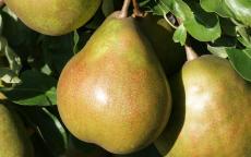 Beurre Superfin pear trees