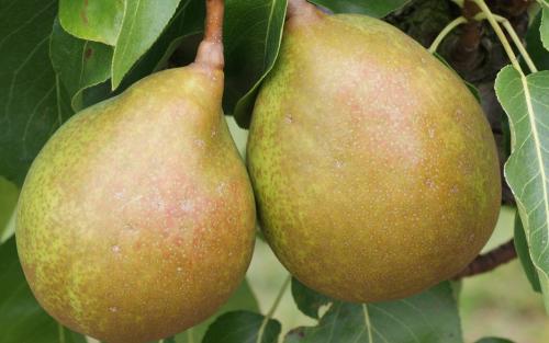 Beurre Superfin pears