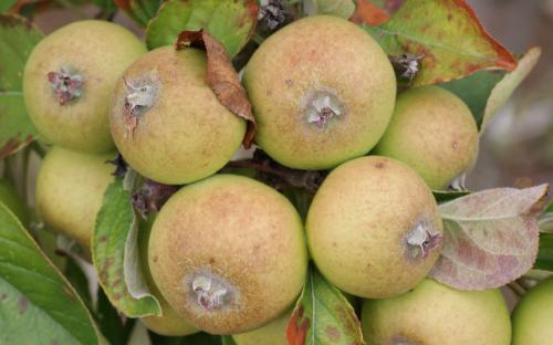 Medaille d'Or apples