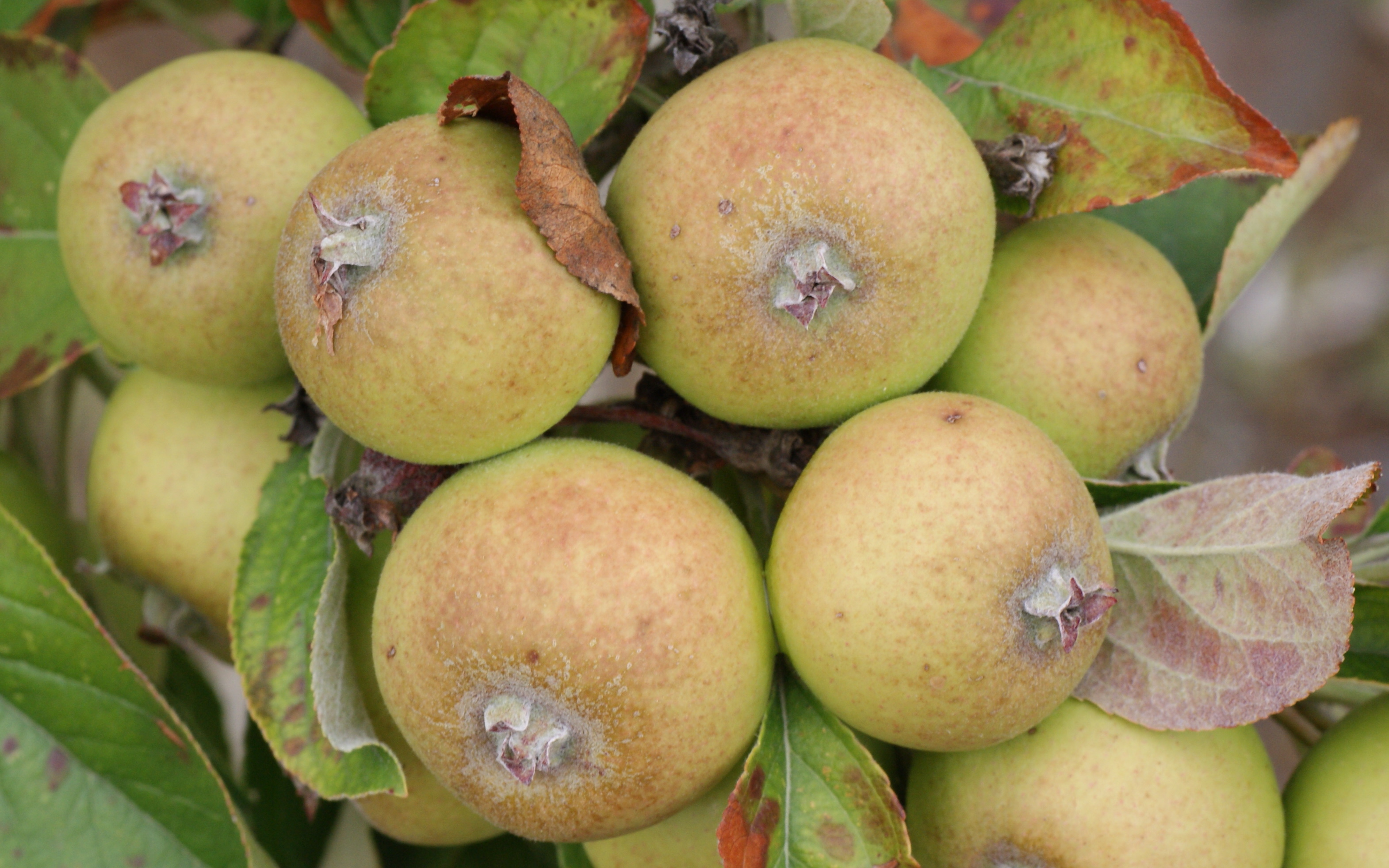 Buy Medaille d'Or cider apple trees