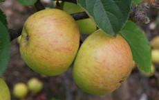 Muscadet de Dieppe apple trees