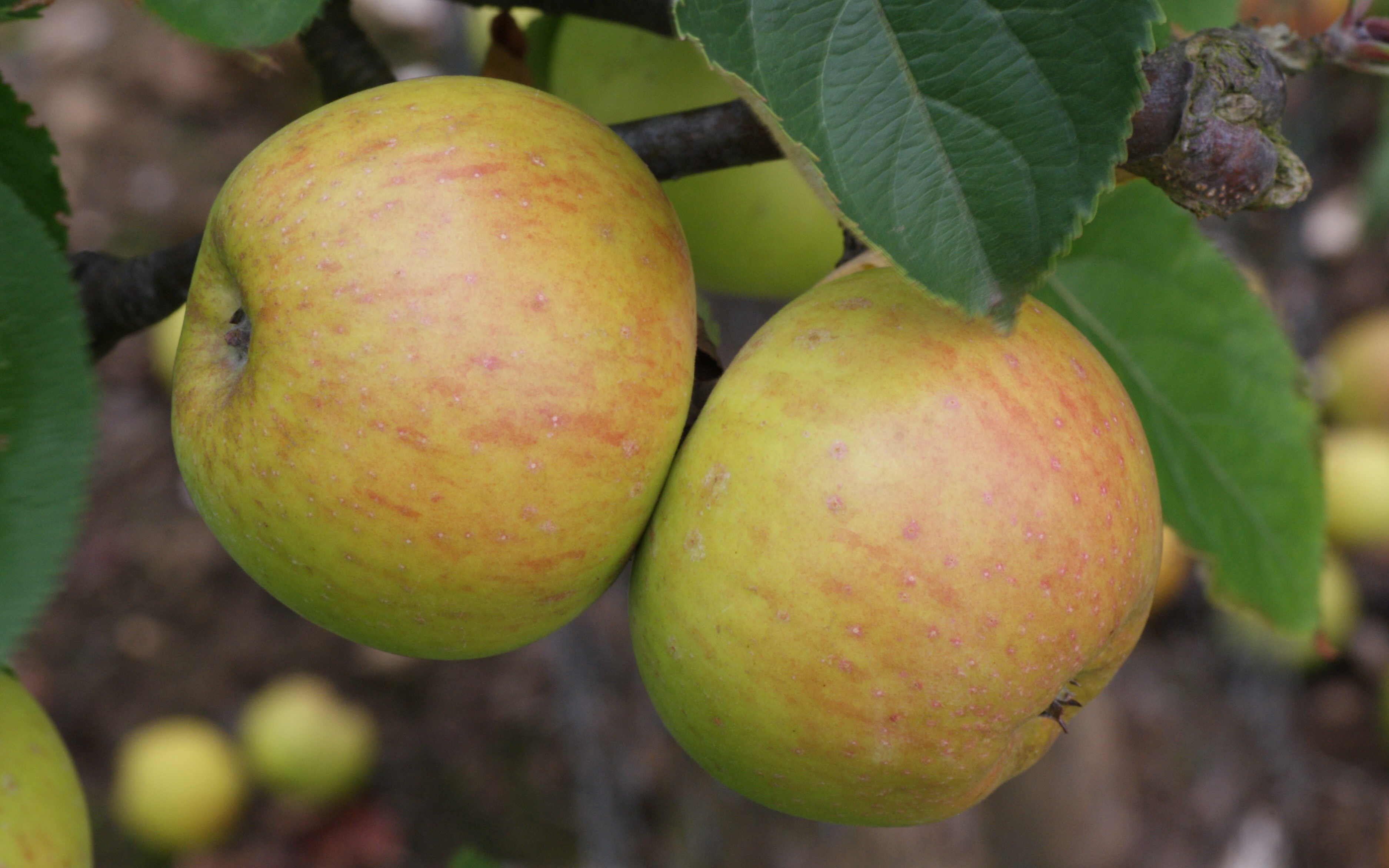 Buy Muscadet de Dieppe cider apple trees