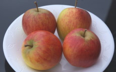 Little Pax apple trees