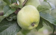 Amere de Berthencourt apple trees