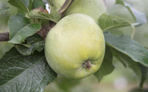 Amere de Berthencourt apples