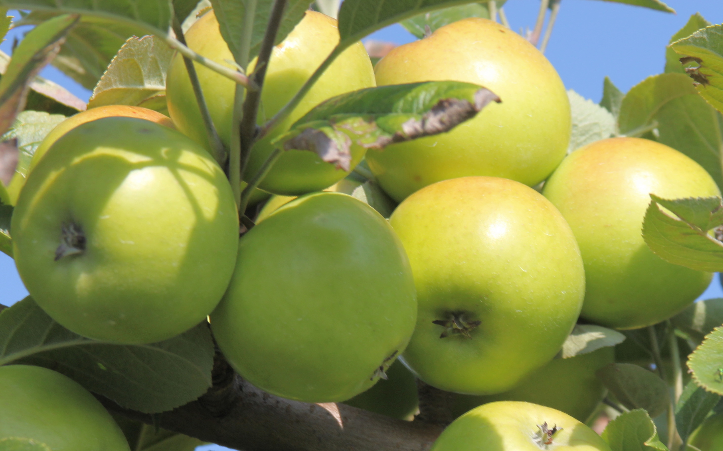 Buy Bedan des Parts cider apple trees