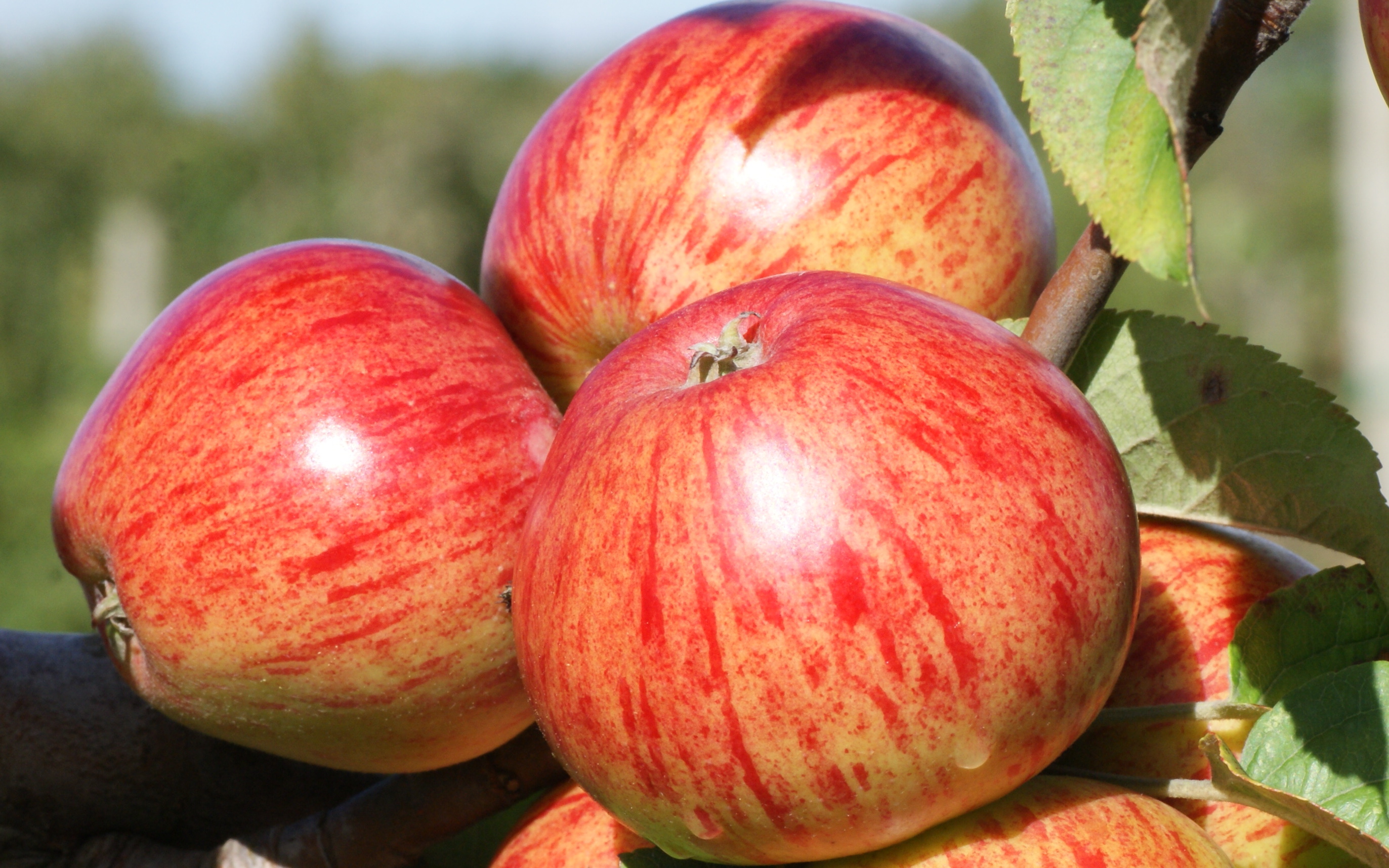 Buy Ellis Bitter cider apple trees