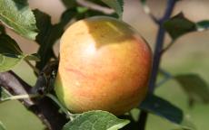 Frequin Rouge apple trees