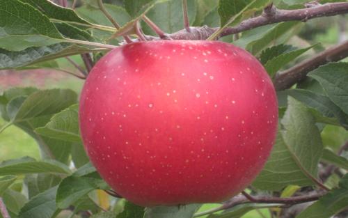 Melrose apples