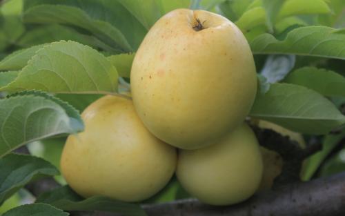 Nehou apples