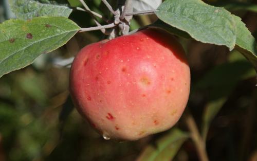 Pink Pearl apples