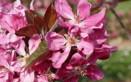 Niedzwetzkyana apple blossom