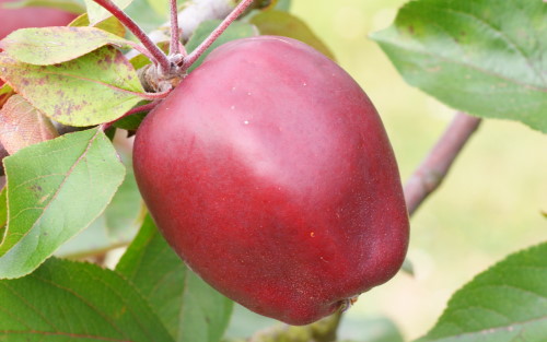 Niedzwetzkyana apples