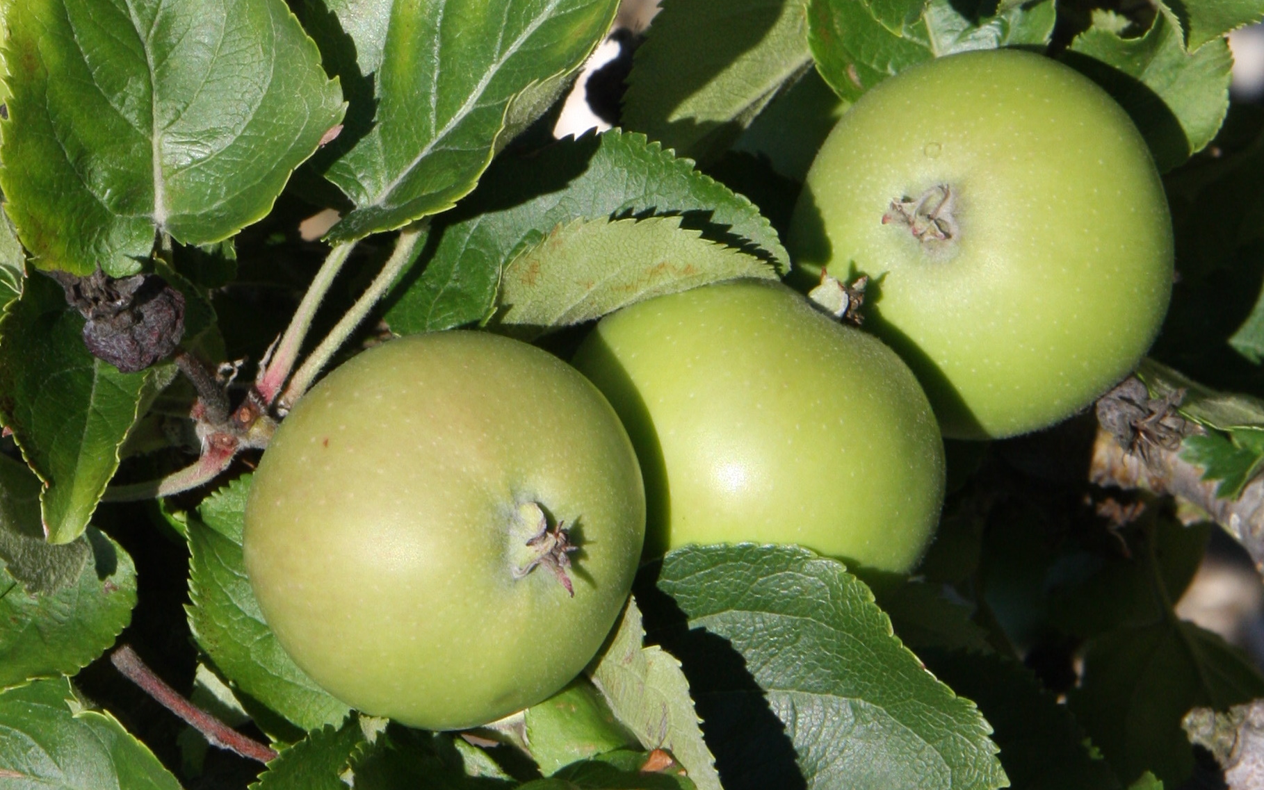 Buy Vilberie cider apple trees