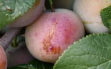 Shepherds Bullace damson trees