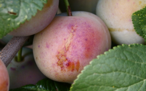 Shepherd's Bullace fruit