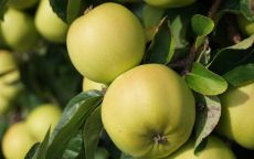 Chantecler apple trees