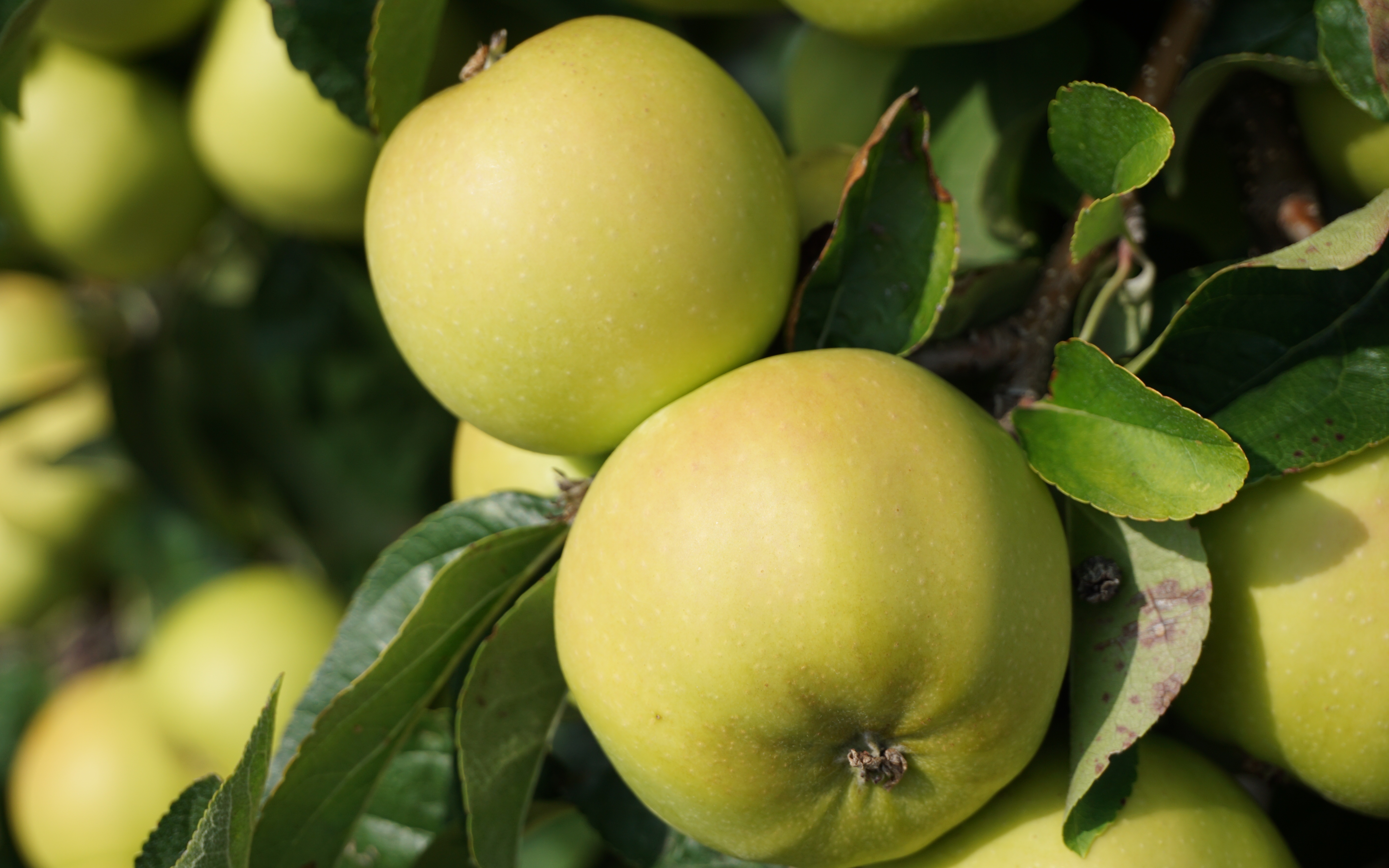 Chantecler apple trees