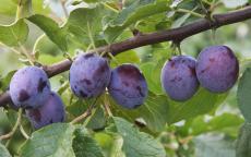 Sanctus Hubertus plum trees