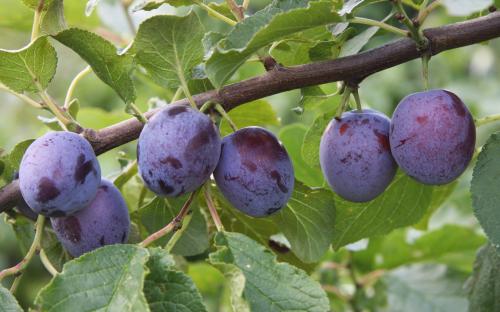 Sanctus Hubertus plums