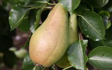Pitmaston Duchess pear trees