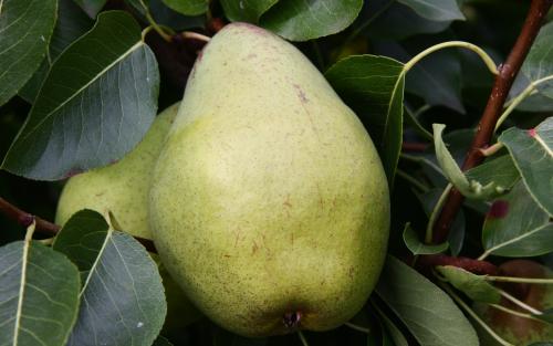 Pitmaston Duchess pears