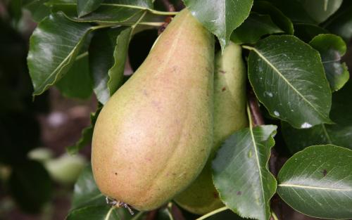 Pitmaston Duchess pears