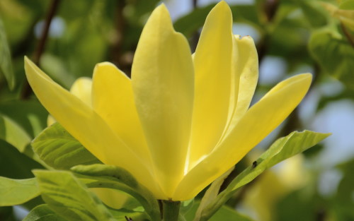 Magnolia Daphne blossom