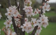 Crimson Pointe flowering cherry tree