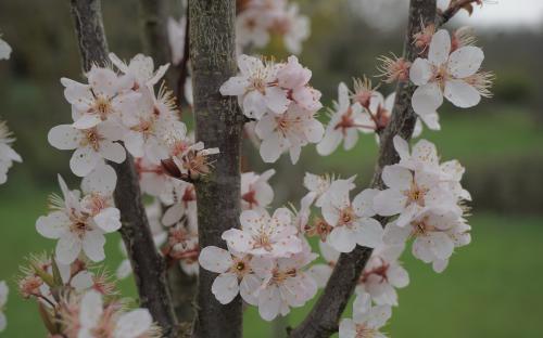 Prunus cerasifera blossom