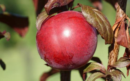 Prunus cerasifera Crimson Pointe fruitlets