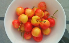 Stardust cherry trees