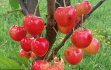 Stardust cherry trees