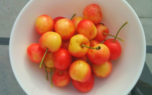 Stardust sweet cherries