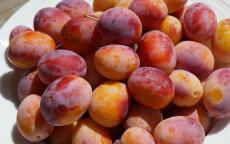 Aprimira apricot trees