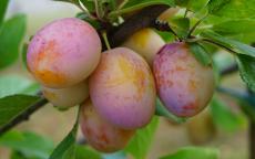 Aprimira hybrid plum trees