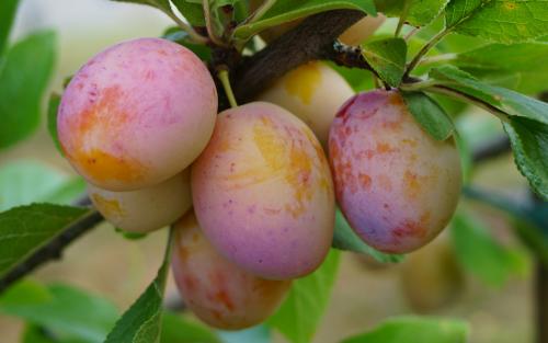 Aprimira hybid apricot-mirabelle fruits